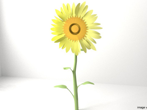 Flower - Sunflower 3D Модель