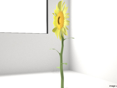 Flower - Sunflower 3D-Modell