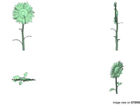 Flower - Sunflower 3D-Modell