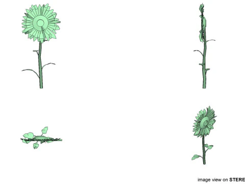 Flower - Sunflower 3D Model