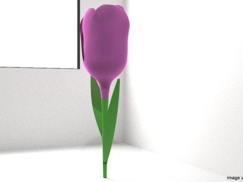Flower - Tulip 3Dモデル