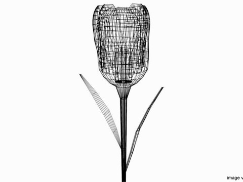 Flower - Tulip 3Dモデル