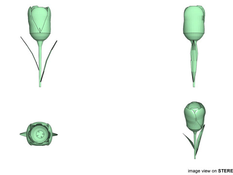 Flower - Tulip 3Dモデル