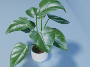 philodendron 3D 모델
