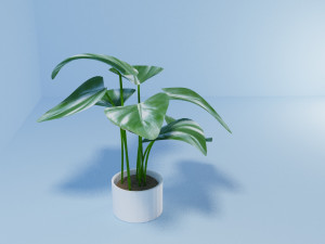 philodendron 3D Model