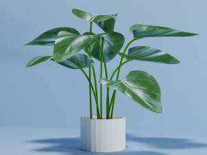 philodendron 3D Model