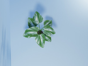 philodendron 3D Model