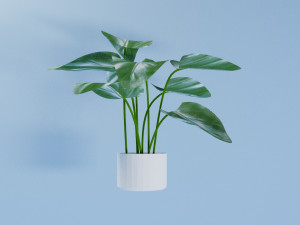 philodendron 3D Model