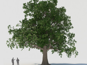 tree003 3D Model