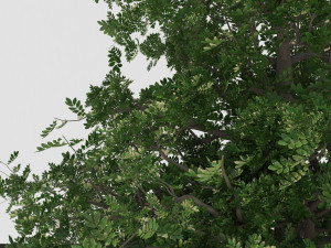 tree003 3D Model