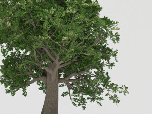 pohon003 Model 3D