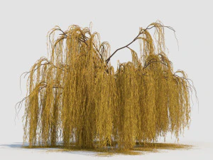 salice piangente Modello 3D