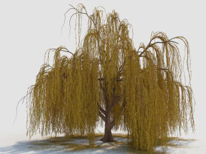 weeping willow tree 3D Model