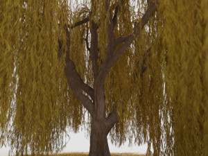 weeping willow tree 3D Модель