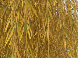 weeping willow tree 3D Модель
