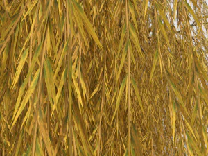 weeping willow tree 3D Model