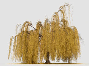 weeping willow tree 3D Model