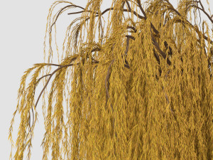 weeping willow tree 3D Модель