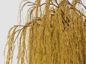 weeping willow tree 3D Model