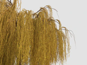 weeping willow tree 3D Model