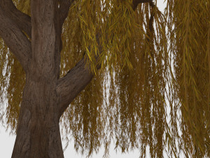 weeping willow tree 3D Модель