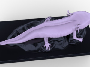 ajolote Model 3D