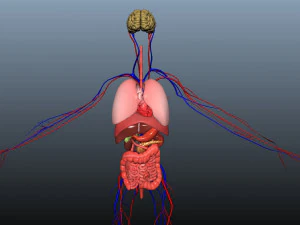 low poly human rigged anatomy 3D Model