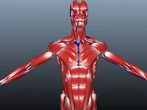low poly human rigged anatomy 3D Model