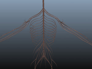 low poly human rigged anatomy 3D 模型