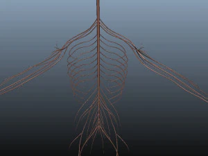 low poly human rigged anatomy 3D Model