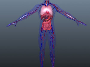 low poly human rigged anatomy 3D 模型