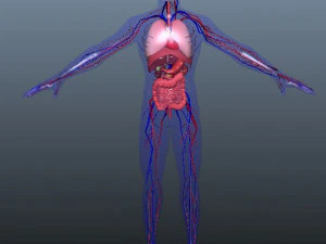 low poly human rigged anatomy 3D Model