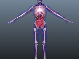 low poly human rigged anatomy 3D 模型