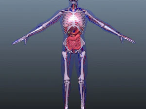 low poly human rigged anatomy 3D Model