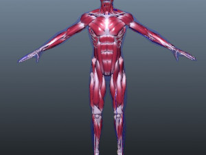 low poly human rigged anatomy 3D 模型