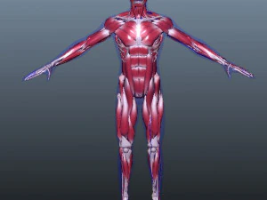 low poly human rigged anatomy 3D Model