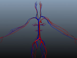 low poly human rigged anatomy 3D 模型