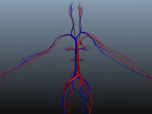 low poly human rigged anatomy 3D Model