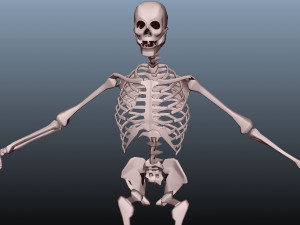 low poly human rigged anatomy 3D 模型