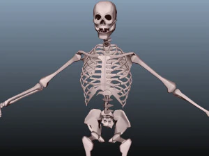 low poly human rigged anatomy 3D Model