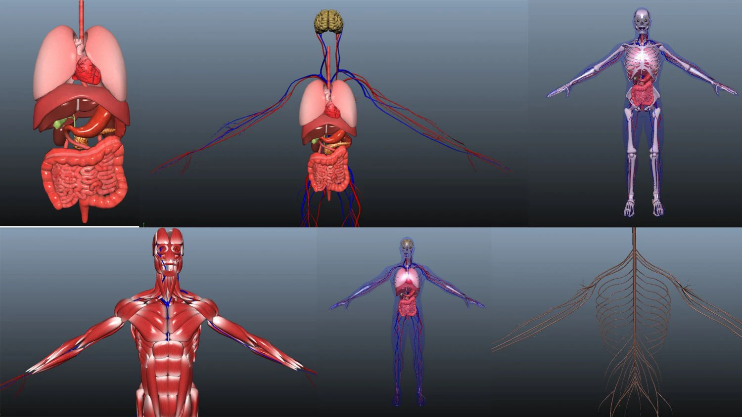 low poly human rigged anatomy 3D Model .c4d .max .obj .3ds .fbx .stl .blend 