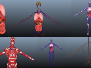 low poly human rigged anatomy 3Dモデル