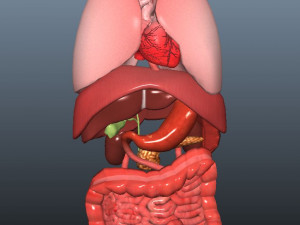 low poly human rigged anatomy 3D 模型