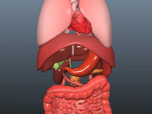 low poly human rigged anatomy 3D Model