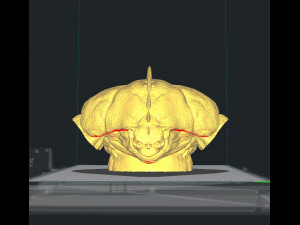 reptiliano - reptiloide Modello di stampa 3D