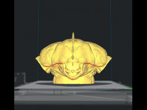 reptiliano - reptiloide 3D Print Model