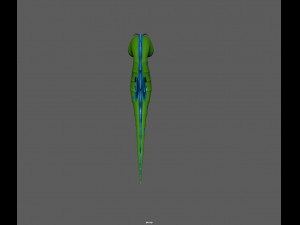 seahorse 3D Модель