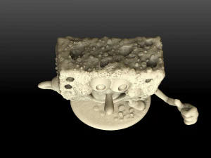 spoung bob 3D Model