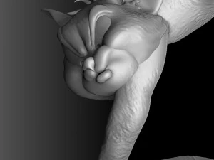 tomcat3d printable 3D Print Model