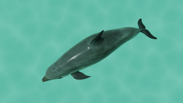 dolphin lowpoly 3Dモデル .c4d .max .obj .3ds .fbx .stl .blend 